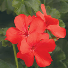 Load image into Gallery viewer, Proven Winners - Geranium - Timeless Orange
