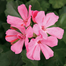 Load image into Gallery viewer, Proven Winners - Geranium - Timeless Pink
