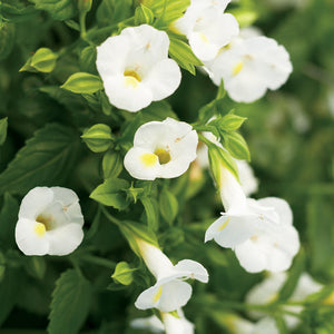 Proven Winners - Torenia - Wishbone Flower Catalina White Linen
