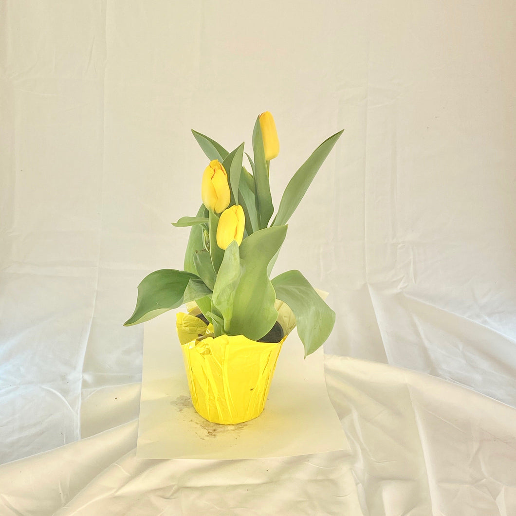 Tulip - Yellow 4” Pot