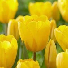 Load image into Gallery viewer, Tulip - Yellow Pot
